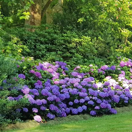 Bidachuna Saint-Pée-sur-Nivelle