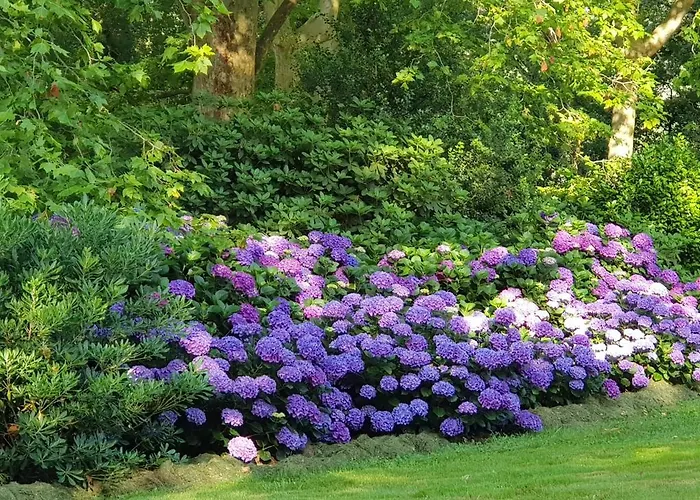 Bidachuna Saint-Pée-sur-Nivelle